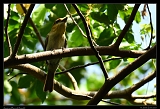  Jamaican Becard (female), Jamaica � Janet Zinn